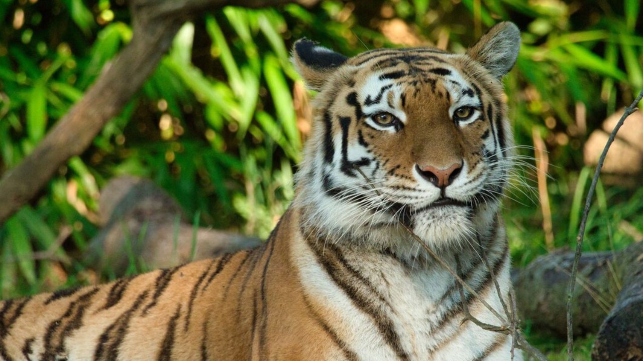 हाइब्रिड नस्ल के 7 अनोखे जानवर, अपनी खूबियों से चर्चा में