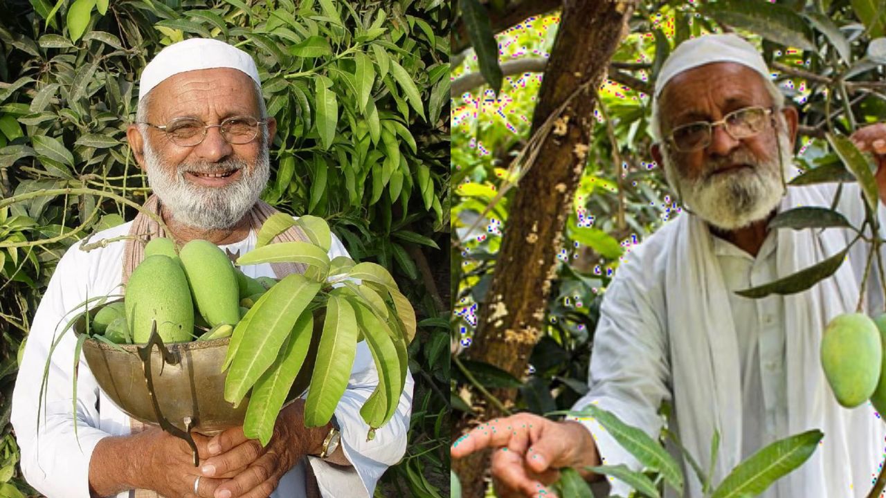 84 साल के बुजुर्ग ने एक पेड़ से तैयार कीं 300 आम की किस्में.. मिल चुका है पद्मश्री
