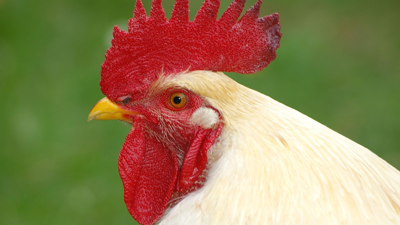 Poultry Farming: अंडों की मशीन है ये मुर्गी! साल में देती है 290 अंडे, किसान भी हैरान