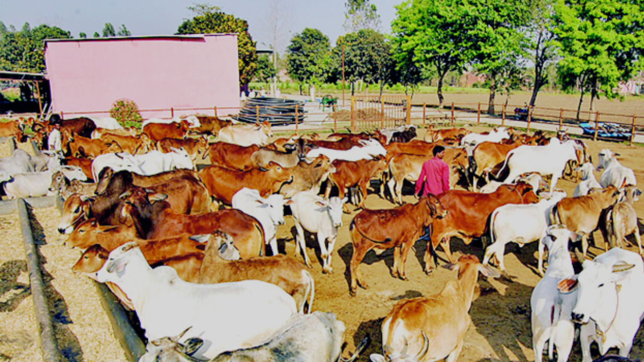 गाय पालकों को खर्च के लिए मिलने वाली राशि बढ़ी, 8 गौविहार बनाने की घोषणा