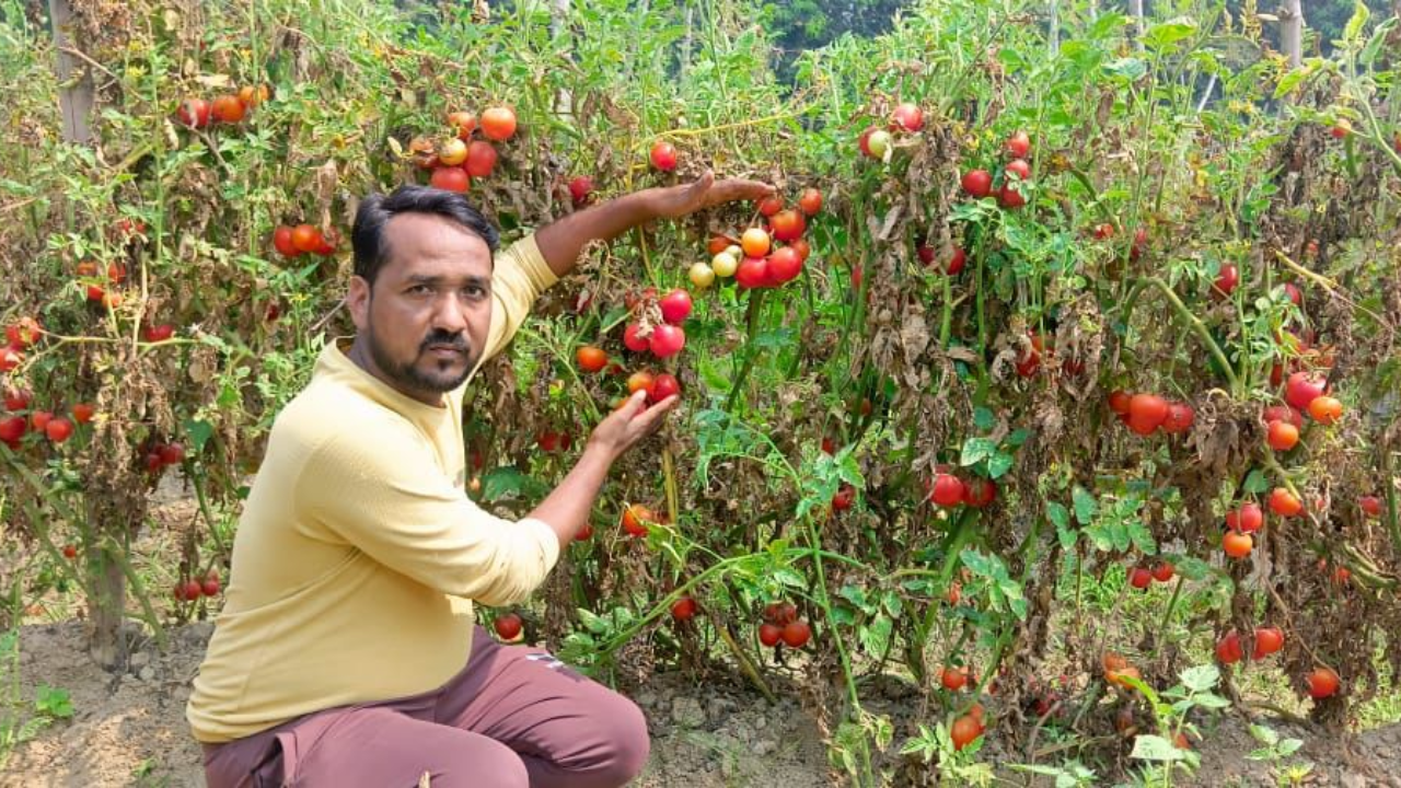 गहने गिरवी रखे..कर्ज लेकर टमाटर उगाया पर डेढ़ रुपये कीमत ने किसान को रुलाया