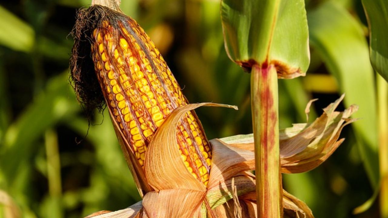 बंपर उपज दे रही मक्का की नई किस्म, कम लागत में ज्यादा मुनाफा बना रहे किसान