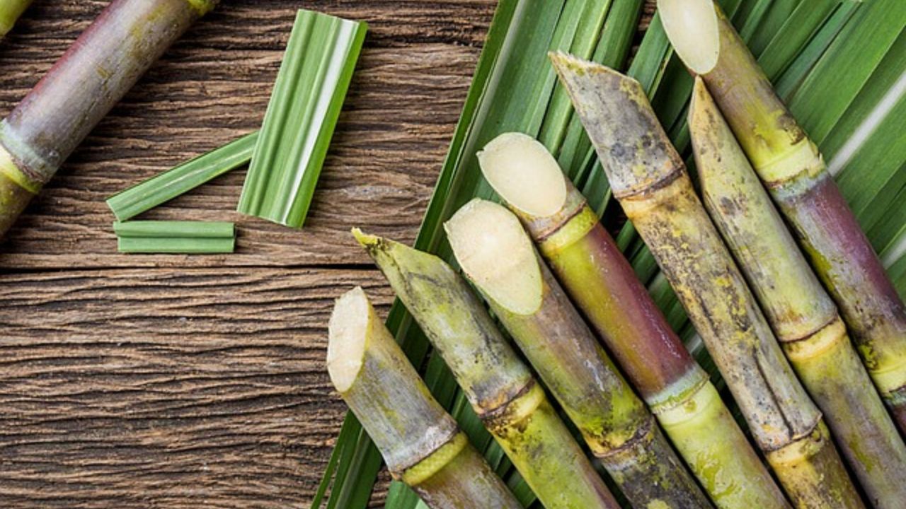 गन्ना बुवाई के लिए किसान इन विधियों का करें इस्तेमाल, बंपर मिलेगी पैदावार