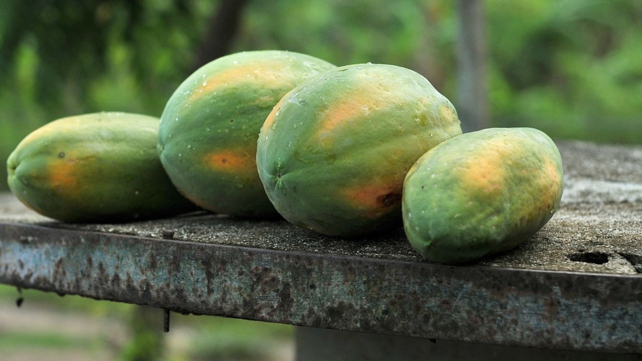छोटे किसानों के लिए नई उम्मीद बनी पपीते की खेती, कम खर्च में बंपर कमाई