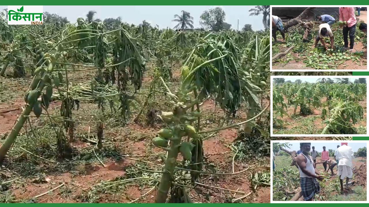 किसानों पर कुदरत का कहर, आंधी-बारिश ने बर्बाद की पपीता और आम की खेती