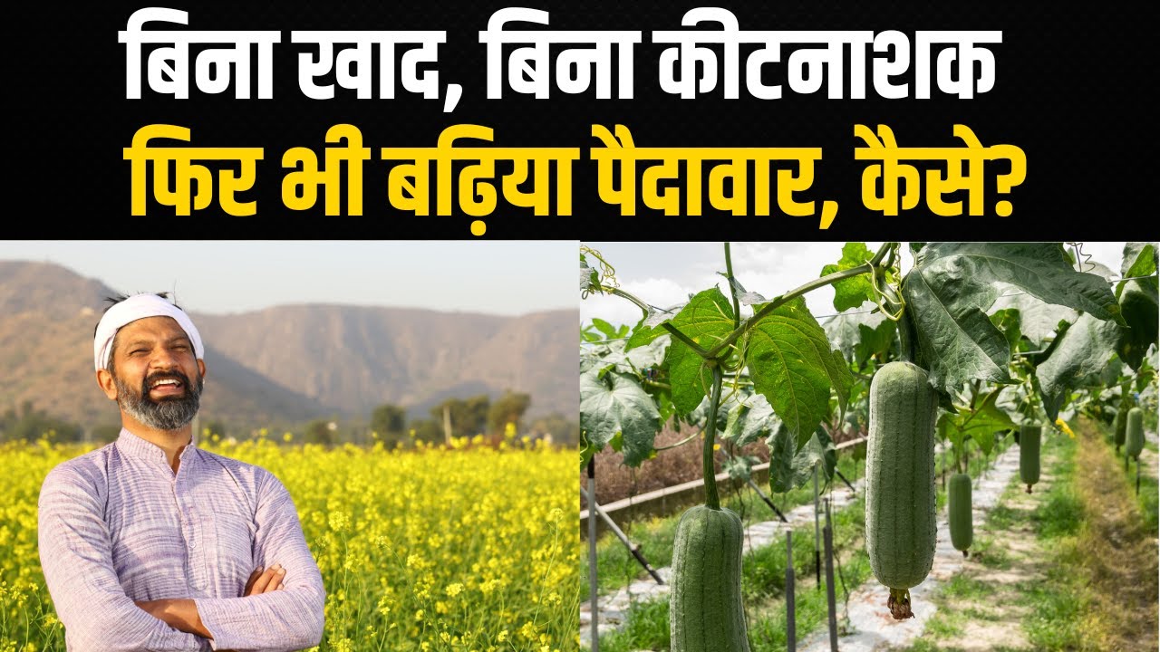 किसानों के लिए चमत्कार से कम नहीं खेती का यह तरीका, जानें कैसे होगा मुनाफा