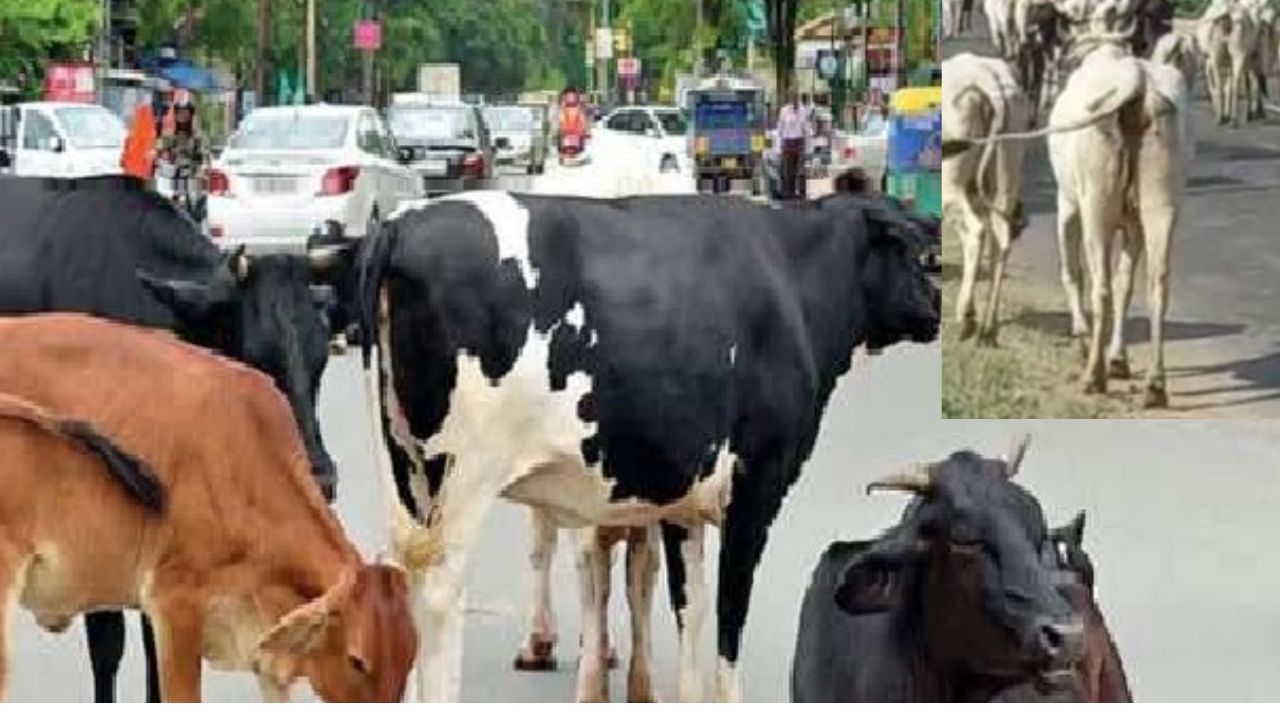 पशुओं को गर्मी में हीट स्ट्रेस-डिहाइड्रेशन से बचाना जरूरी, ये टिप्स अपनाएं किसान