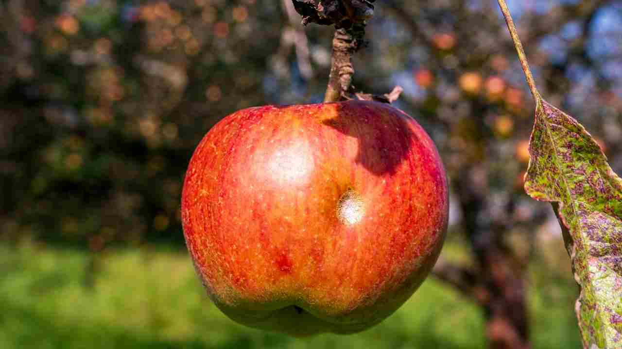 गर्मी बनी फलों के पेड़ों की दुश्मन, जानिए कैसे करें बचाव