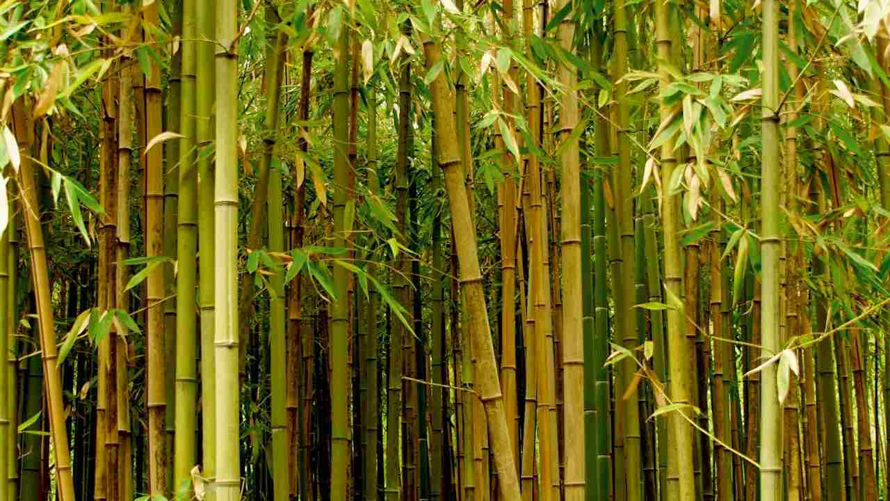 बंजर जमीन से भी बन सकते हैं लखपति, जल्द शुरू करें हरे सोने की खेती
