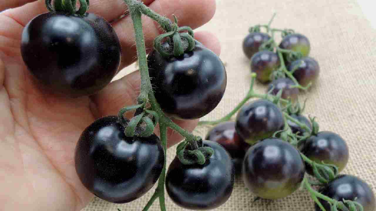 काले टमाटर की खेती से बदलें अपनी किस्मत, जानें खेती से जुड़ी हर एक टिप्स