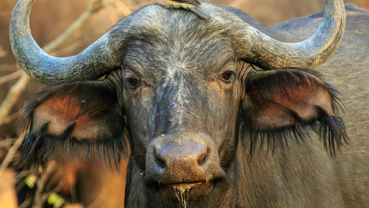 भैंस पालन के लिए बेस्ट 5 नस्लें, जो देंगी ज्यादा दूध और मुनाफा