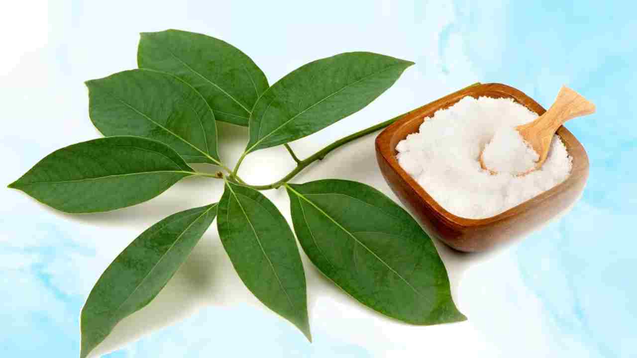 पूजा में जलने वाला कपूर आखिर बनता कैसे है? जानिए पूरा सफर पेड़ से फैक्ट्री तक