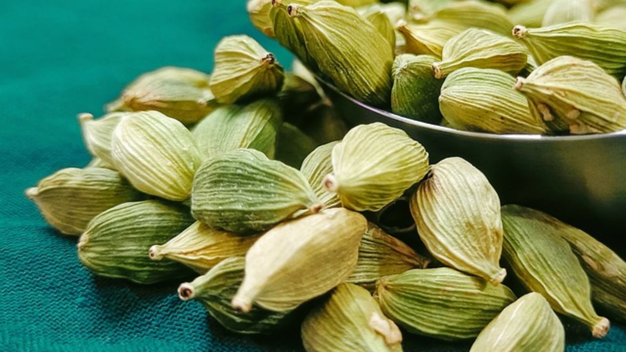 बारिश और फफूंद ने बिगाड़ी इलायची की सेहत, बर्बादी की कगार पर फसल