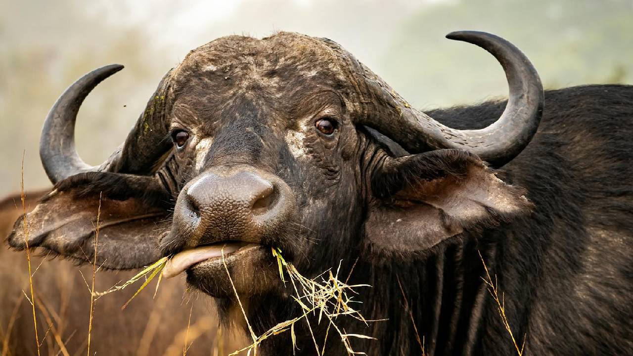 सावधान! क्या आपकी गाय-भैंस कर रही है अजीब हरकतें? तो आपका जीवन भी है खतरे में