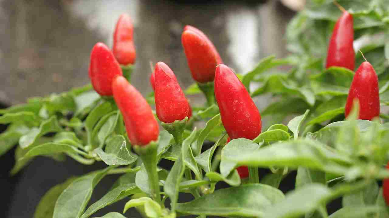 घर पर मिर्च उगाना अब हुआ आसान, जानें 6 असरदार टिप्स