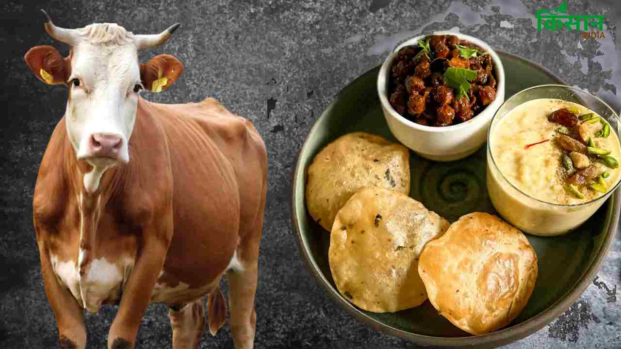 क्या आप भी गायों को खिलाते हैं खीर-पूरी? जानिए क्यों है यह हानिकारक