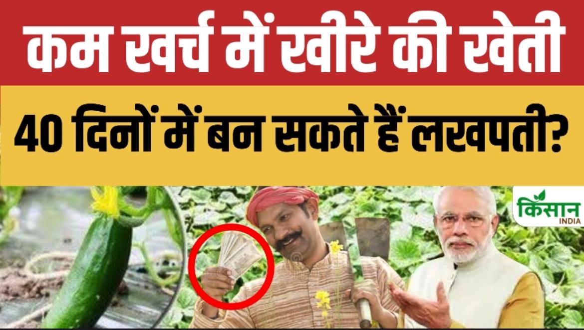 खीरे की खेती से 4 महीने नहीं, सिर्फ 40 दिन में होगी लाखों की कमाई