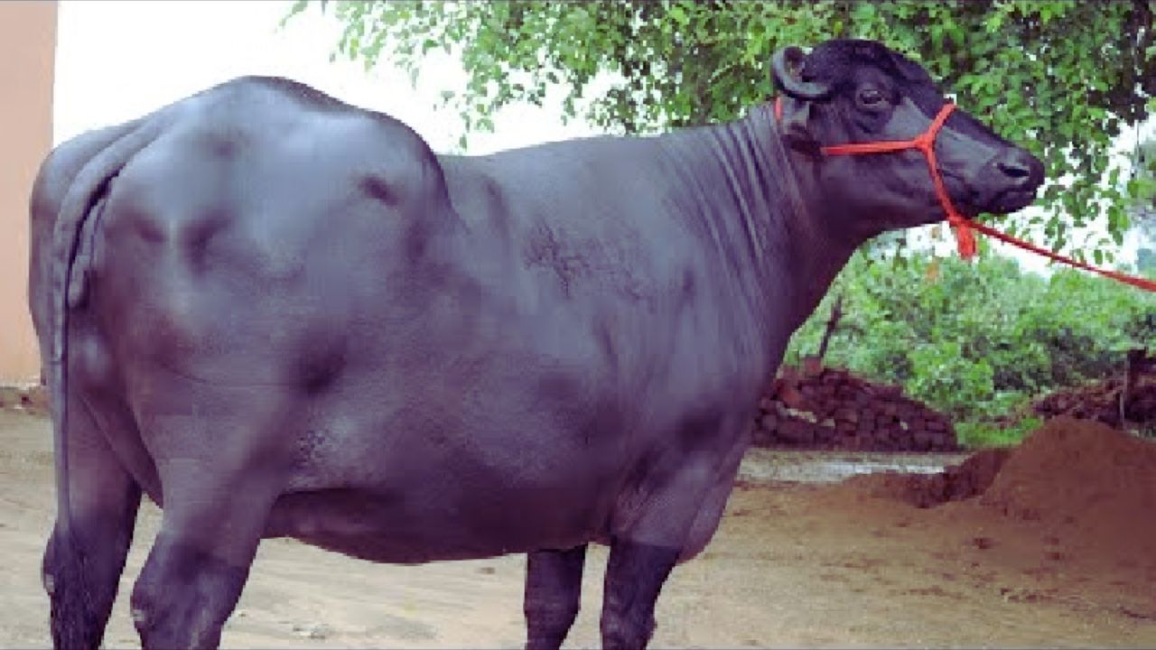 दुधारू भैंस का चयन कैसे करें? जानिए बेस्ट नस्ल पहचानने के टिप्स