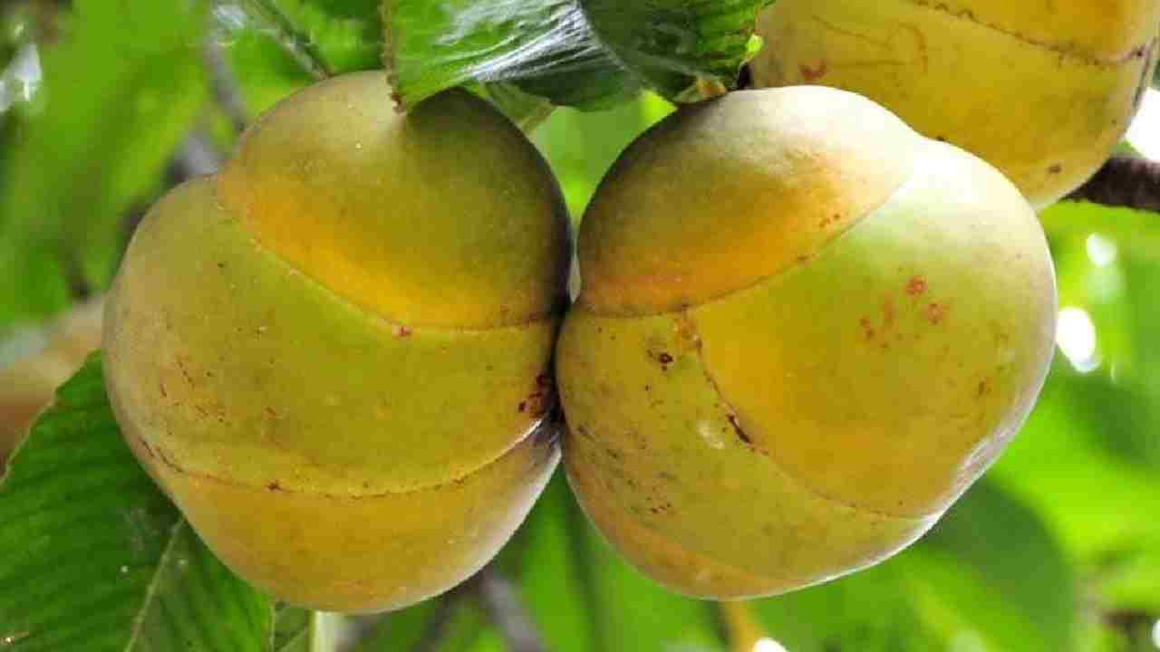 हाथी फल से पाएं जबरदस्त मुनाफा, जानिए कैसे करें इसकी खेती