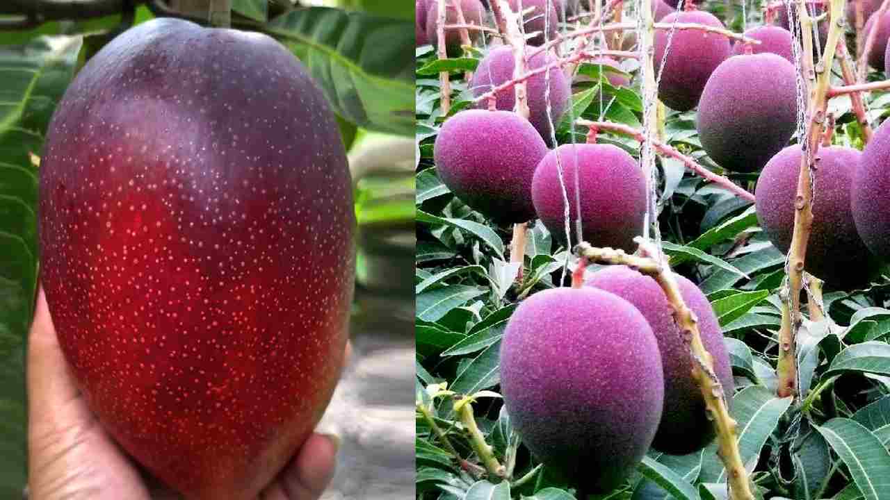 जानिए क्यों तीन लाख रुपये किलो बिकता है यह आम?