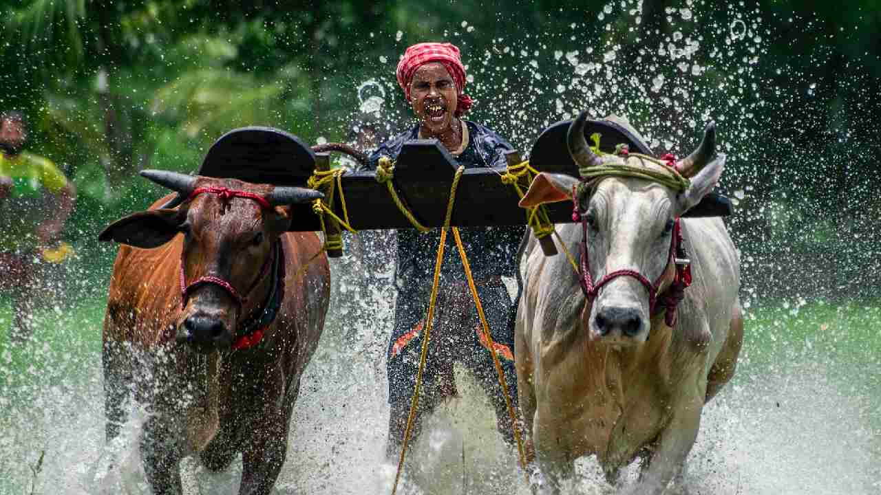 किसानों को बैलों की जोड़ी पर मिलेंगी 30,000 रुपये की सब्सिडी, जानें कैसे करें आवेदन