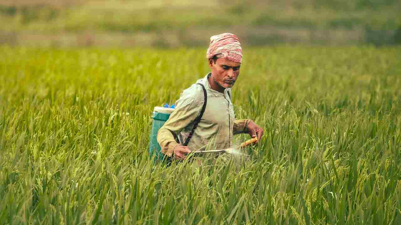 बारिश से पहले या बाद में? जानिए कीटनाशक छिड़काव का सही समय