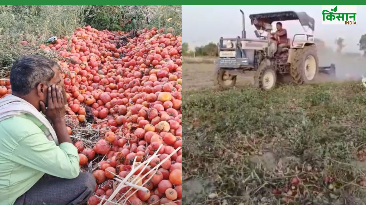 टमाटर उगाने में 35 हजार खर्च.. भाव मिला डेढ़ रुपये, किसान ने फसल पर चलाया ट्रैक्टर