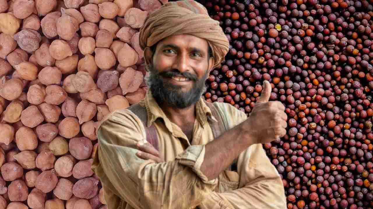 गुजरात में MSP पर चना और सरसों खरीद शुरू, किसानों को मिलेगा सीधा फायदा