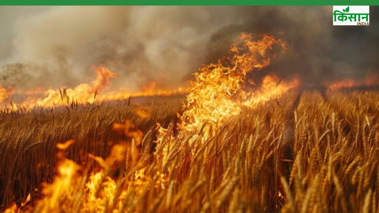 हरियाणा-पंजाब से एमपी तक किसानों पर आग का कहर, फसल-पशुधन का नुकसान