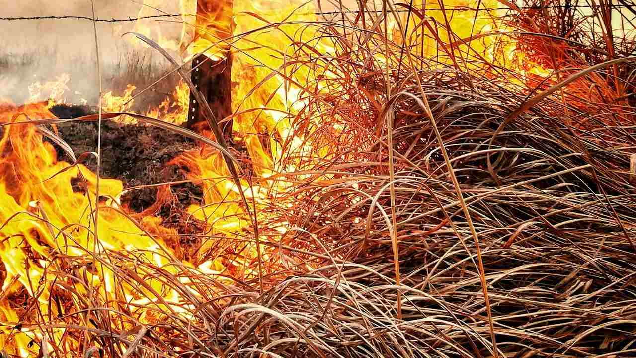 दिल्ली-NCR की हवा होगी फिर साफ: अब खुले में न जलेगी पराली, न जलेंगे कचरे के ढेर