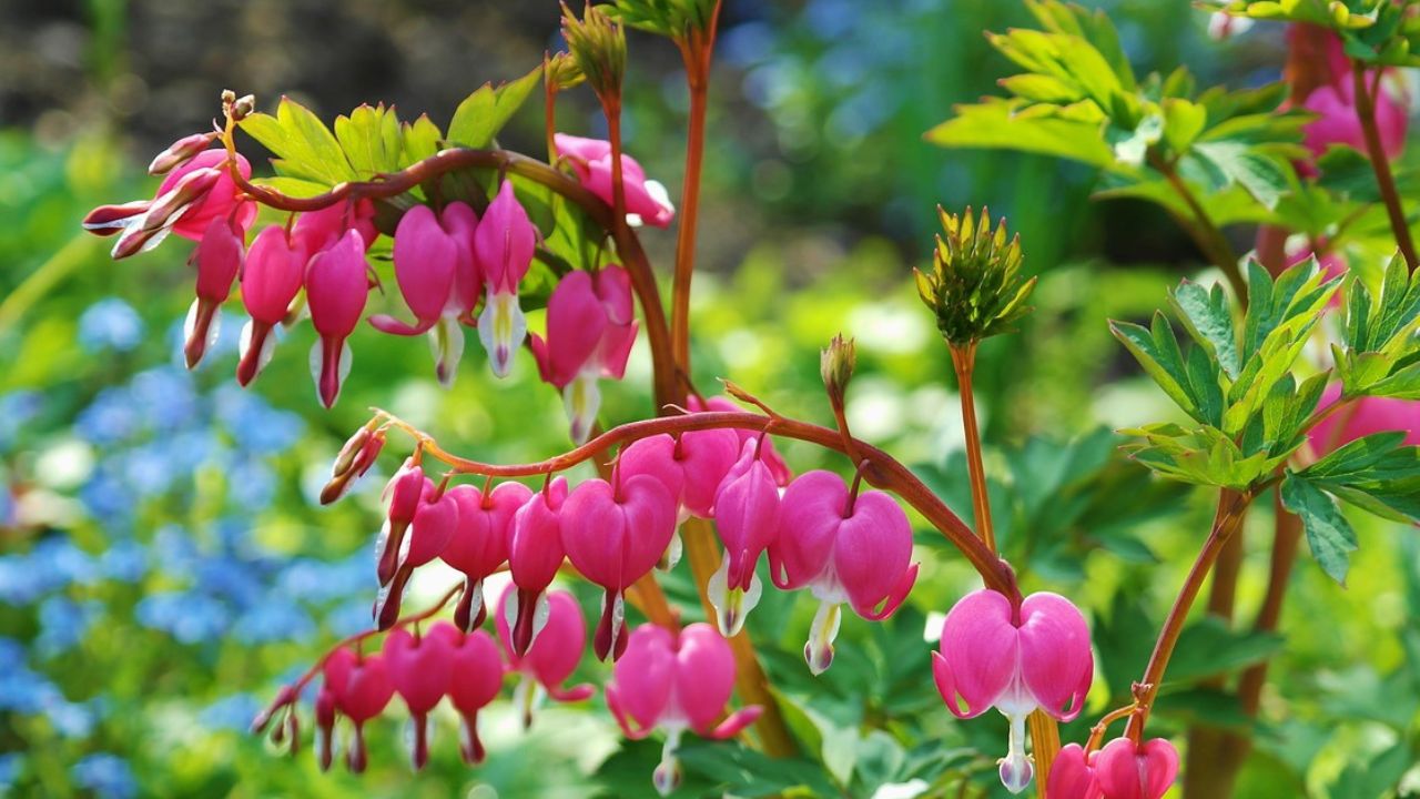 Bleeding Heart: दिल के आकार के फूलों से सजाएं बगीचा, ऐसे उगाएं पौधे