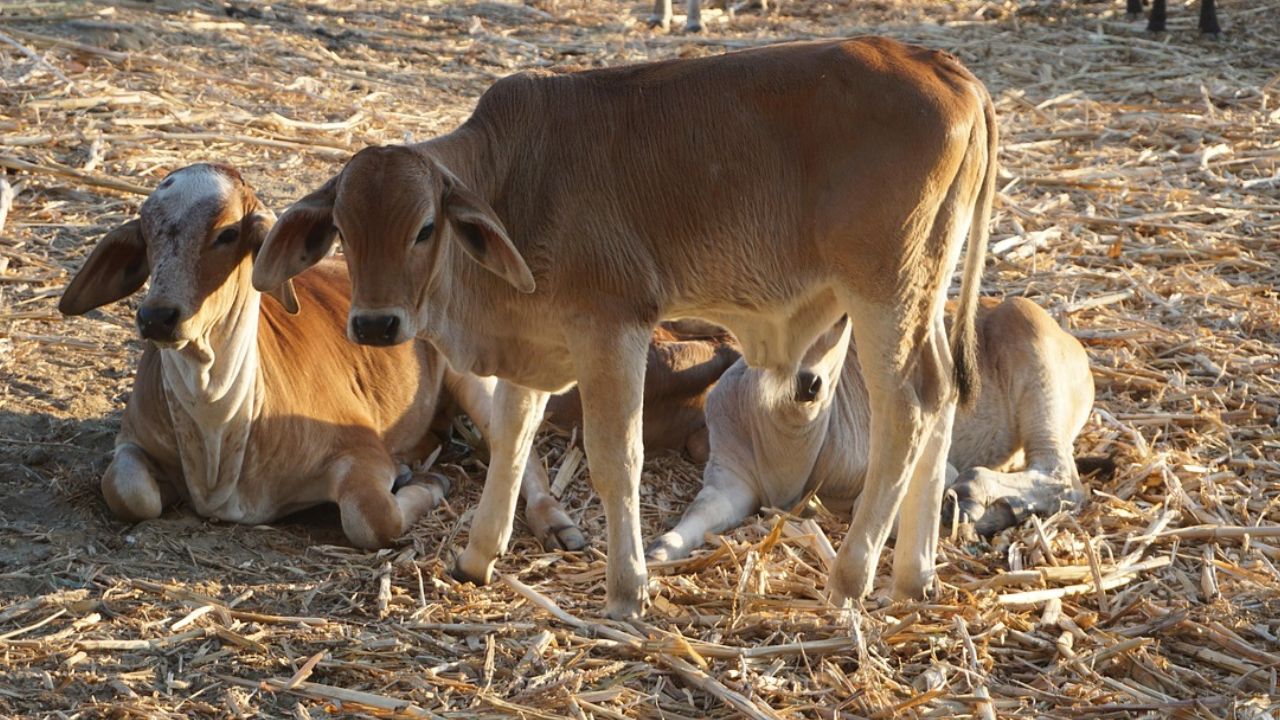दूध उत्पादन के साथ गायों-भैंसों की नस्ल विकास की पहल, जानिए क्या है राष्ट्रीय गोकुल मिशन योजना