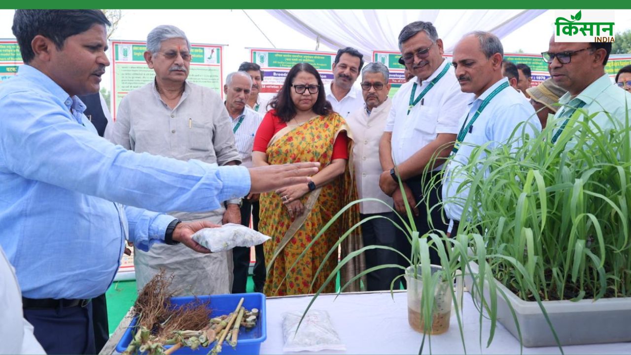 पशुओं के लिए हरे चारे का संकट दूर होगा, 30 लाख हेक्टेयर में उगाई जाएंगी चारा फसलें