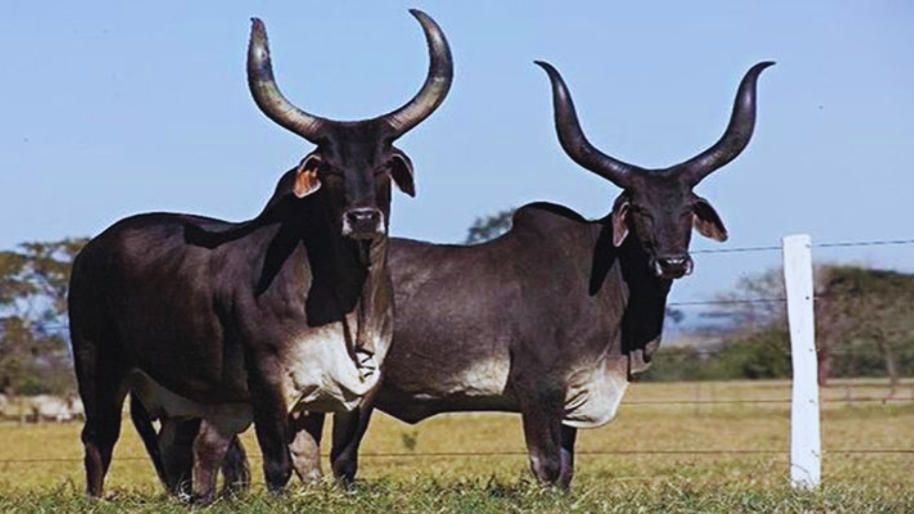 Kankrej Cow: गुजरात का गौरव कही जाती है ये गाय, अपनी खूबियों के चलते है लोकप्रिय