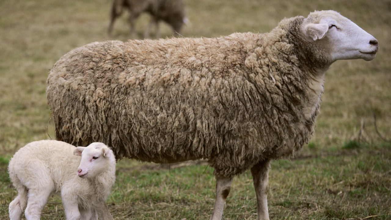 Sheep Farming: खेरी भेड़ को मिली नई पहचान, अनोखी खासियतों ने पशुपालकों को किया दीवाना