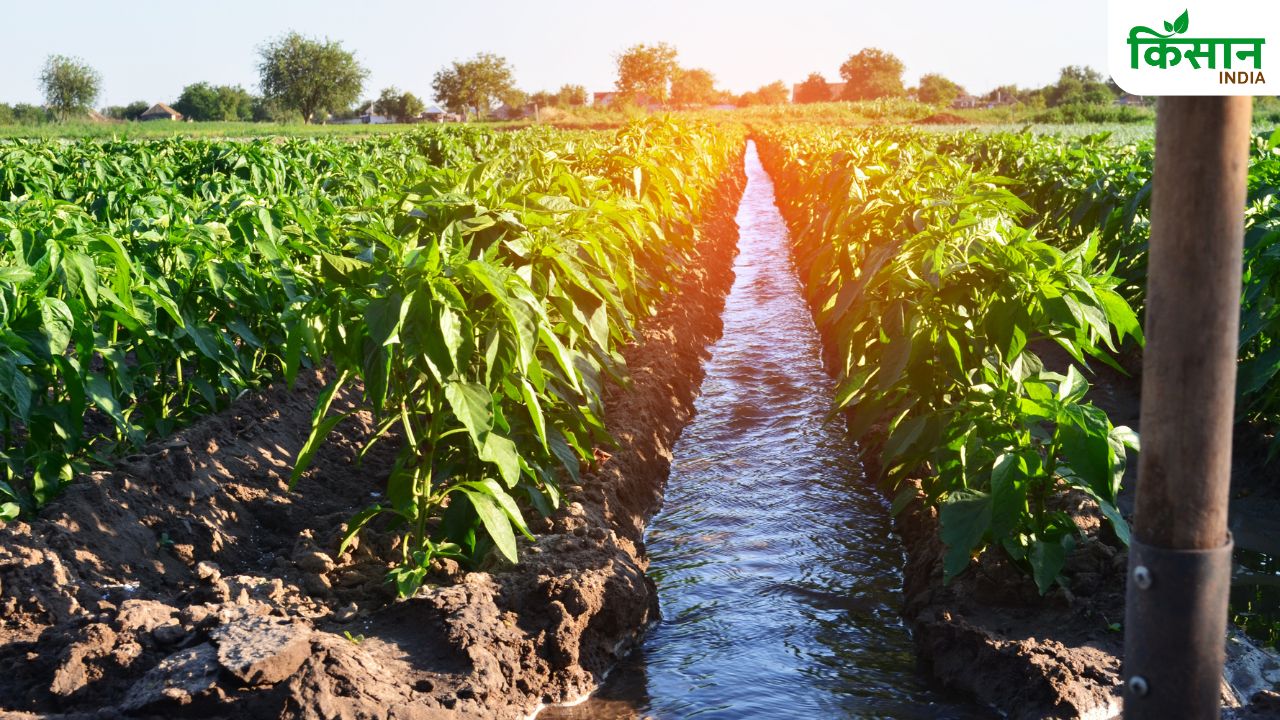 फसलों की सिंचाई में होगी आसानी, मुफ्त बिजली कनेक्शन के लिए आवेदन करें किसान
