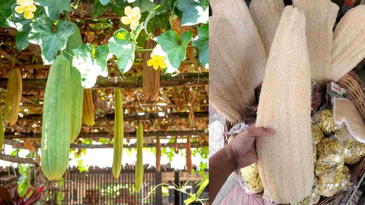 सब्जी नहीं खजाना है तोरई, जानिए कैसे करें लूफा से लाखों की कमाई