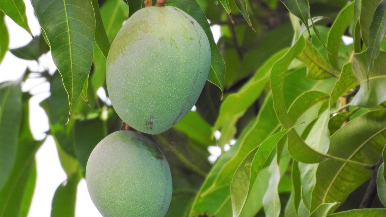Banarasi Langda Mango: स्वाद, परंपरा और मुनाफे की अनूठी कहानी समेटे है ये खास आम