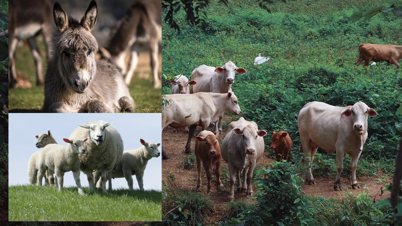 युवा पशुपालकों की किस्मत बदल रही पशुधन योजना, जान लें लाभ और आवेदन का तरीका