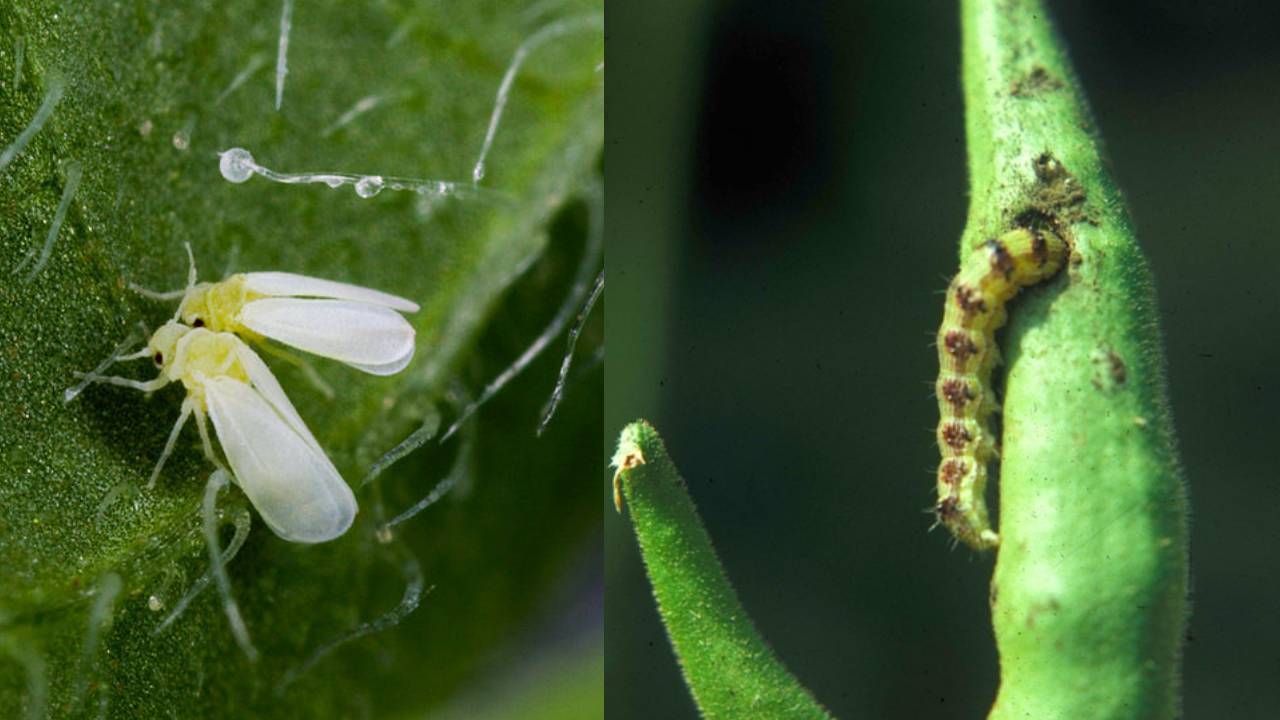 भिंडी की फसल में सफेद मक्खी और कटवर्म का कहर, जानें बचाव के आसान तरीके