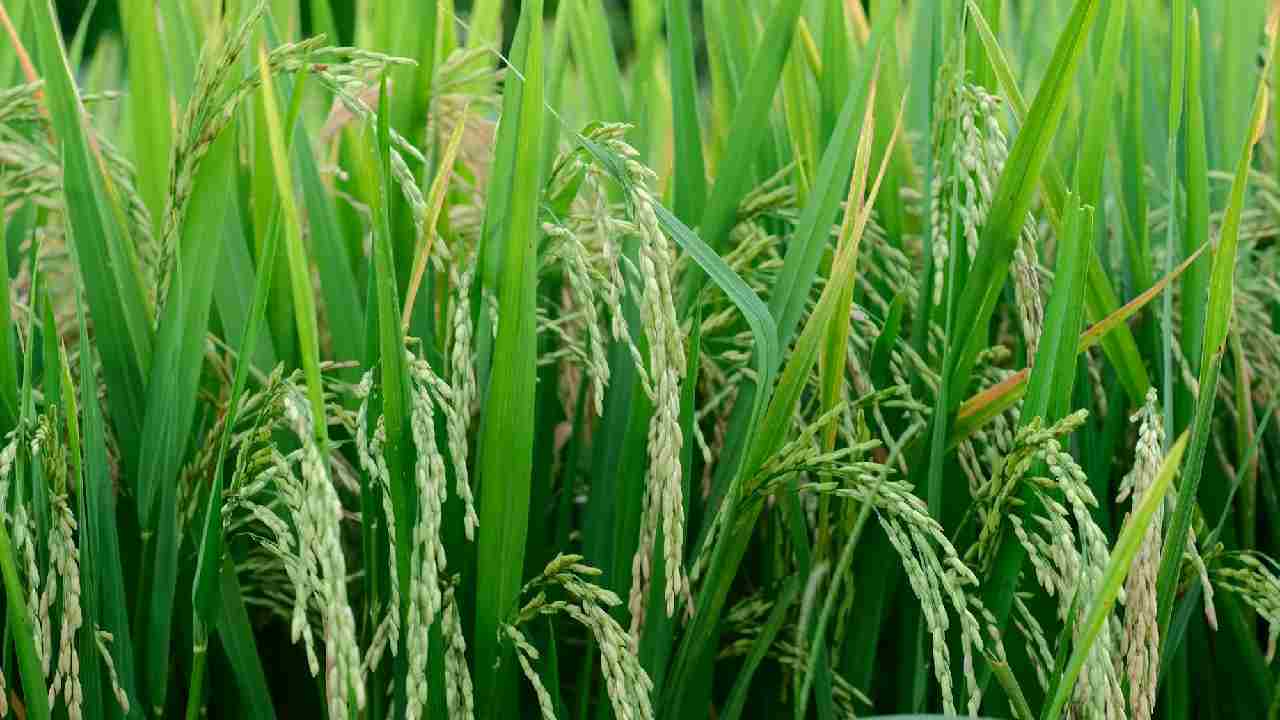 80 क्विंटल प्रति हेक्टेयर, बासमती धान की ये 8 किस्में बदल देंगी किस्मत