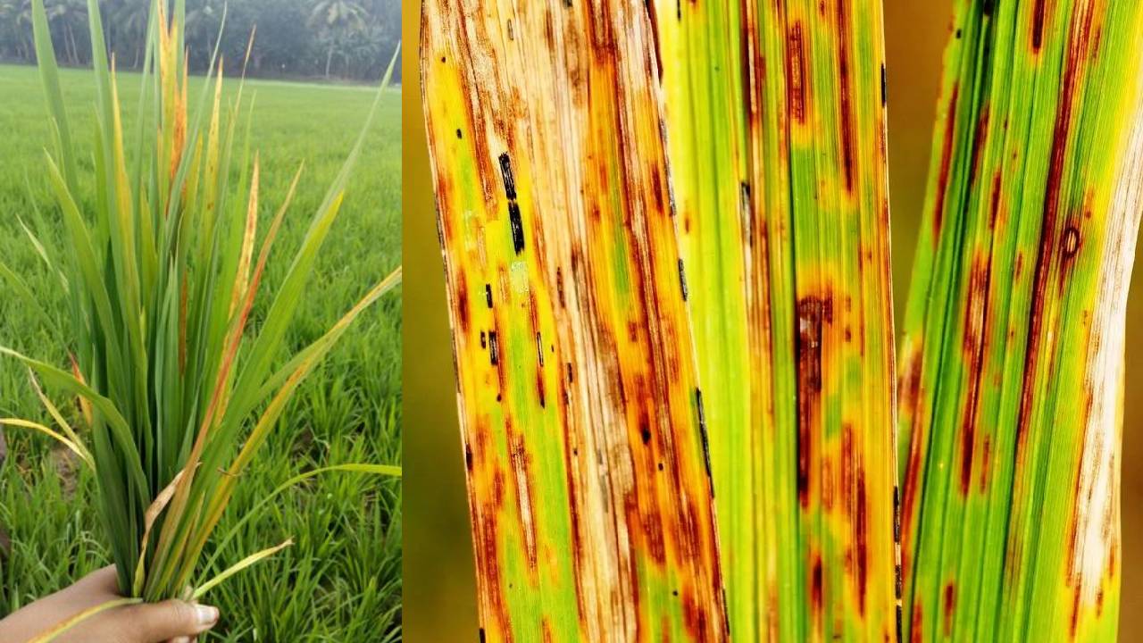 धान के पत्तों का रंग बदलना है खतरे की घंटी, ये 5 उपाय बचाएंगे आपकी फसल