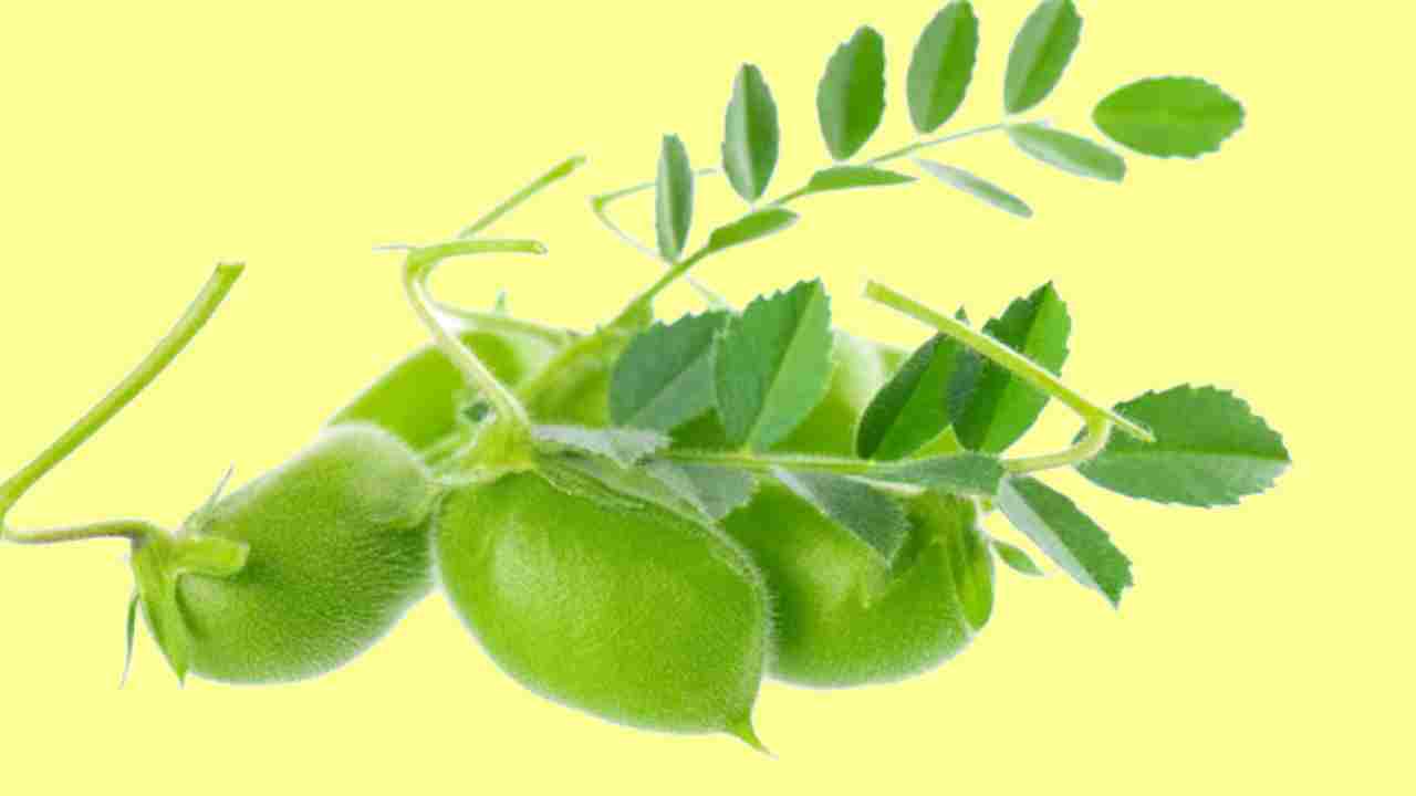 घर पर हरे चने उगाने का आसान तरीका, जानें पूरी प्रक्रिया