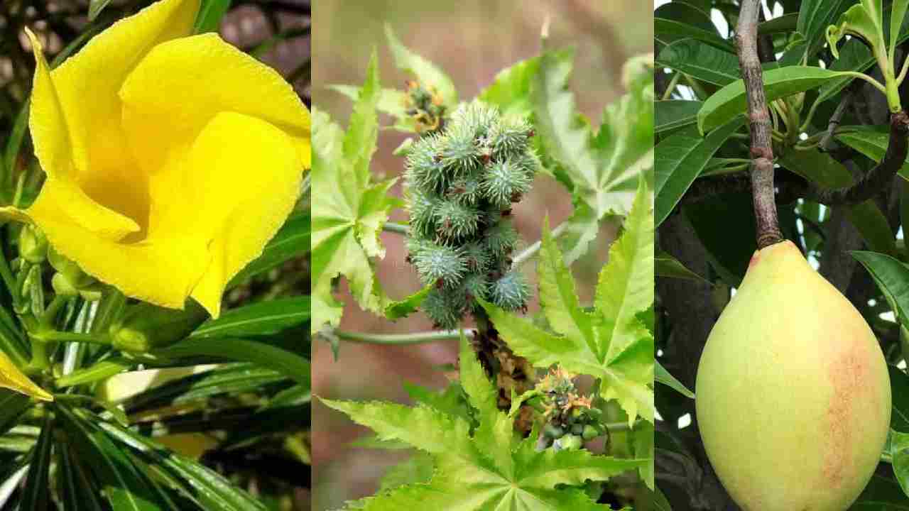 सावधान! ये 5 खूबसूरत पौधे बन सकते हैं आपकी मौत की वजह