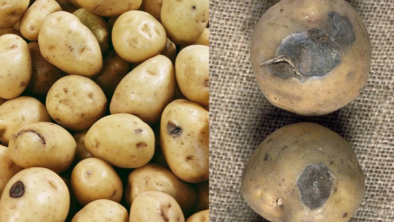 आलू की फसल में फफूंद रोग बना चुनौती, जानिए कैसे करें अपनी फसल का बचाव