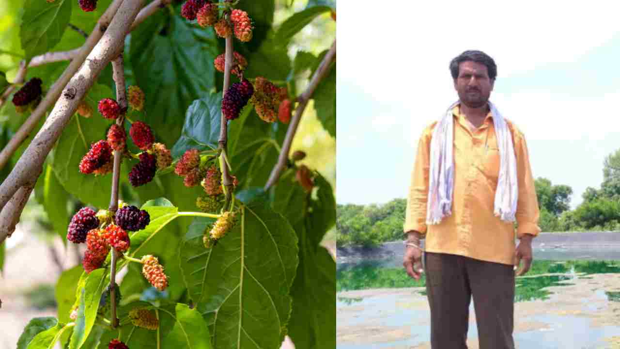 शहतूत की खेती ने बदली एक किसान की किस्‍मत, आज कमा रहे हैं 12 लाख रुपये