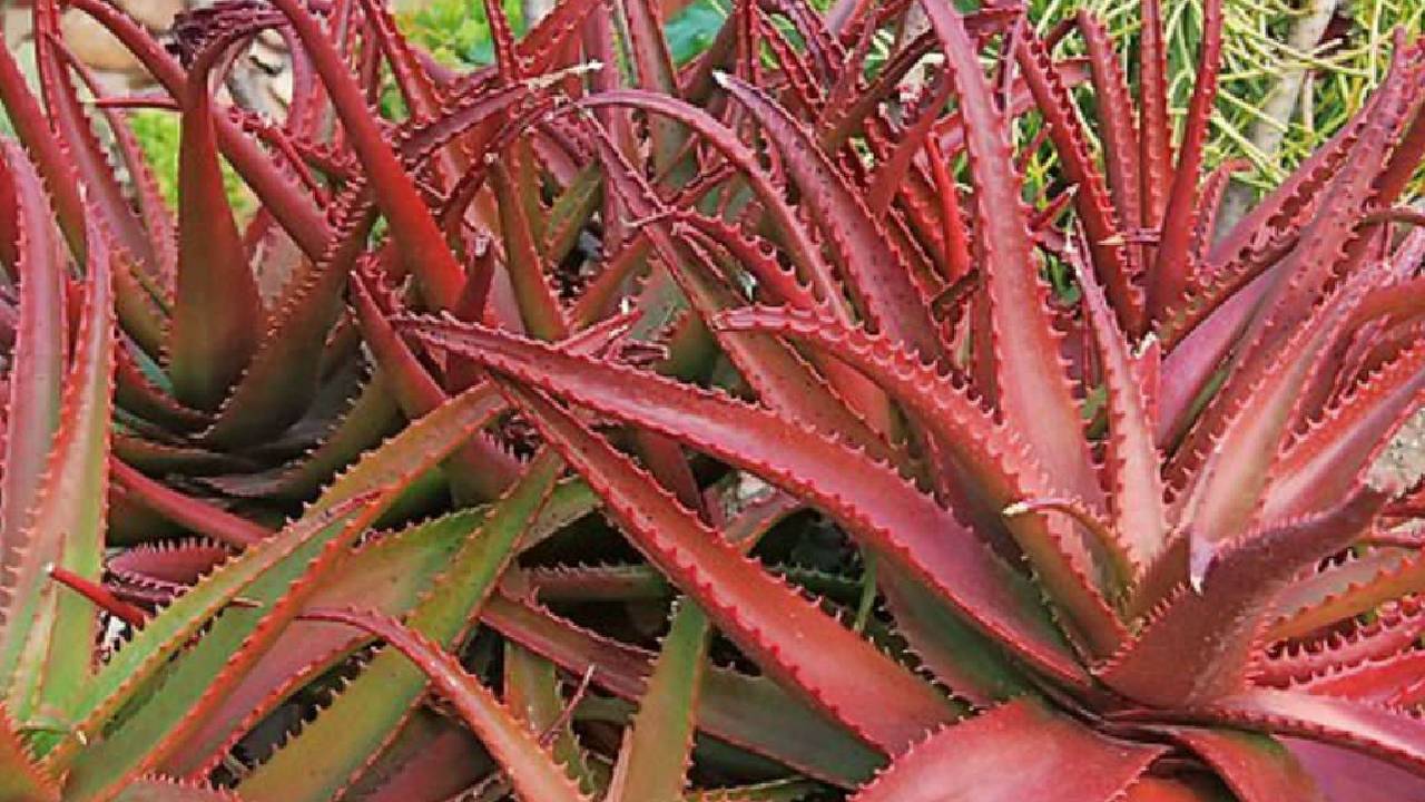 लाल एलोवेरा की खेती से किसानों की कमाई होगी दोगुनी, ऐसे करें शुरुआत