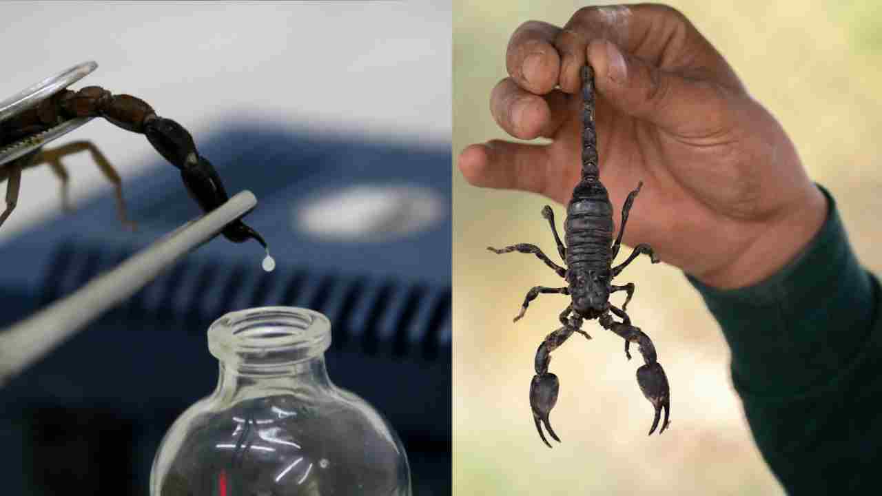 बिच्छू के जहर से करोड़ों की कमाई, जानिए कैसे होता है ये अनोखा बिजनेस