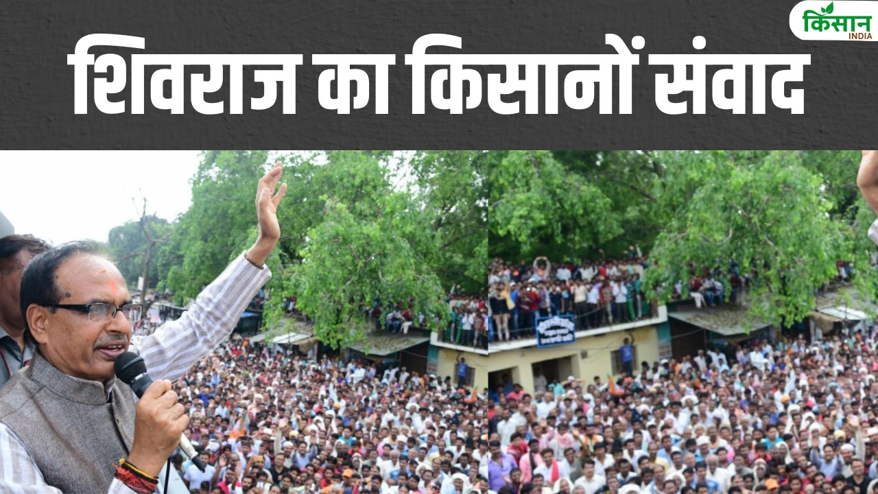 अच्छे बीजों से गेहूं उपज 25 फीसदी बढ़ी, दुनिया में हम दूसरे सबसे बड़े उत्पादक