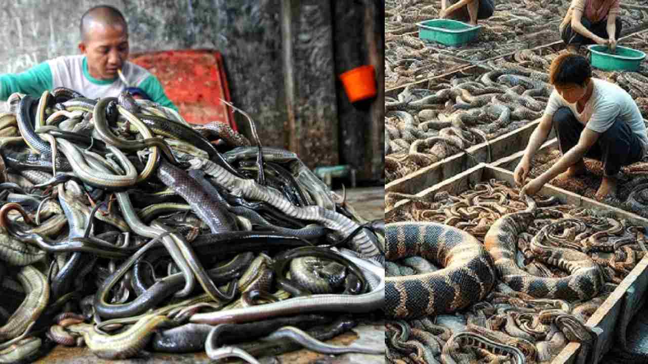 30 लाख सांपों को पालता है ये गांव, दुनियाभर में है इनके जहर-मांस की डिमांड